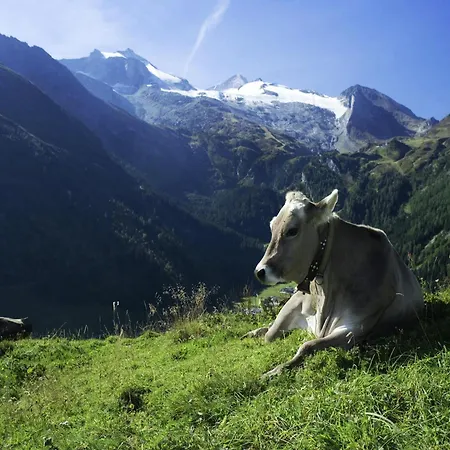 Vintage In Near Area * 菲根